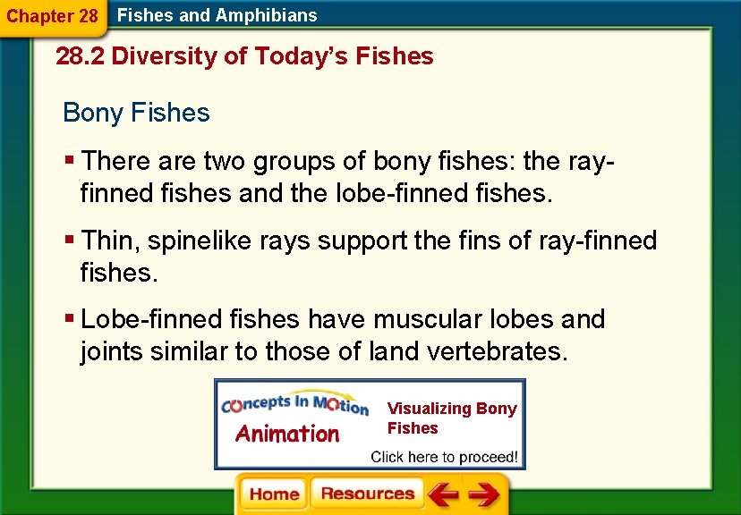 Chapter 28 Fishes and Amphibians 28. 2 Diversity of Today’s Fishes Bony Fishes §