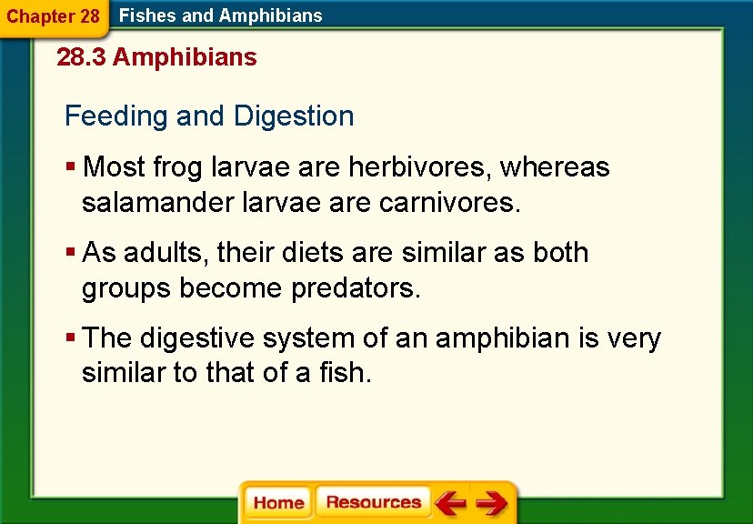 Chapter 28 Fishes and Amphibians 28. 3 Amphibians Feeding and Digestion § Most frog