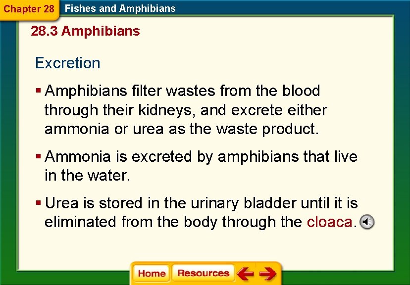 Chapter 28 Fishes and Amphibians 28. 3 Amphibians Excretion § Amphibians filter wastes from