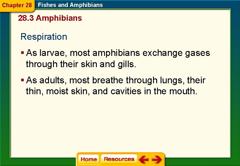 Chapter 28 Fishes and Amphibians 28. 3 Amphibians Respiration § As larvae, most amphibians