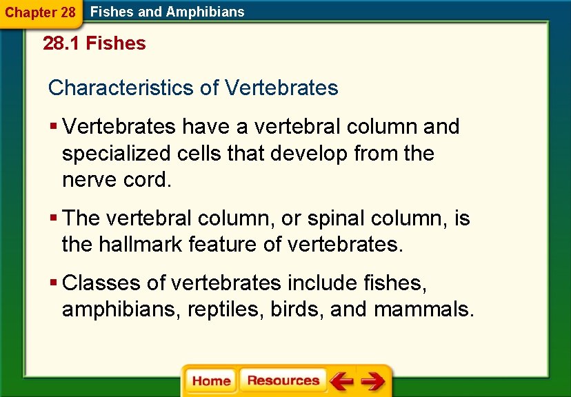 Chapter 28 Fishes and Amphibians 28. 1 Fishes Characteristics of Vertebrates § Vertebrates have