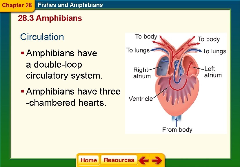 Chapter 28 Fishes and Amphibians 28. 3 Amphibians Circulation § Amphibians have a double-loop