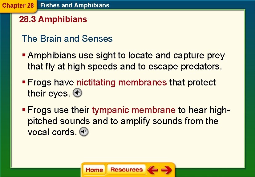 Chapter 28 Fishes and Amphibians 28. 3 Amphibians The Brain and Senses § Amphibians