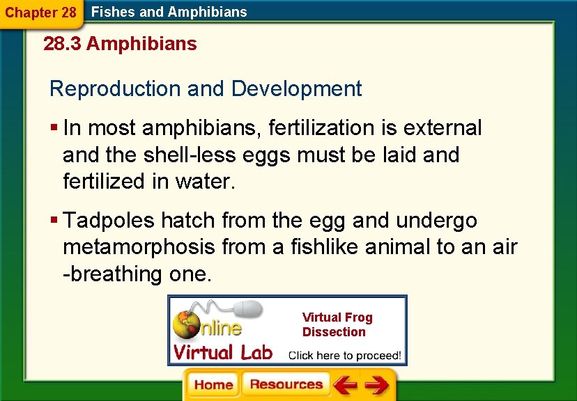 Chapter 28 Fishes and Amphibians 28. 3 Amphibians Reproduction and Development § In most