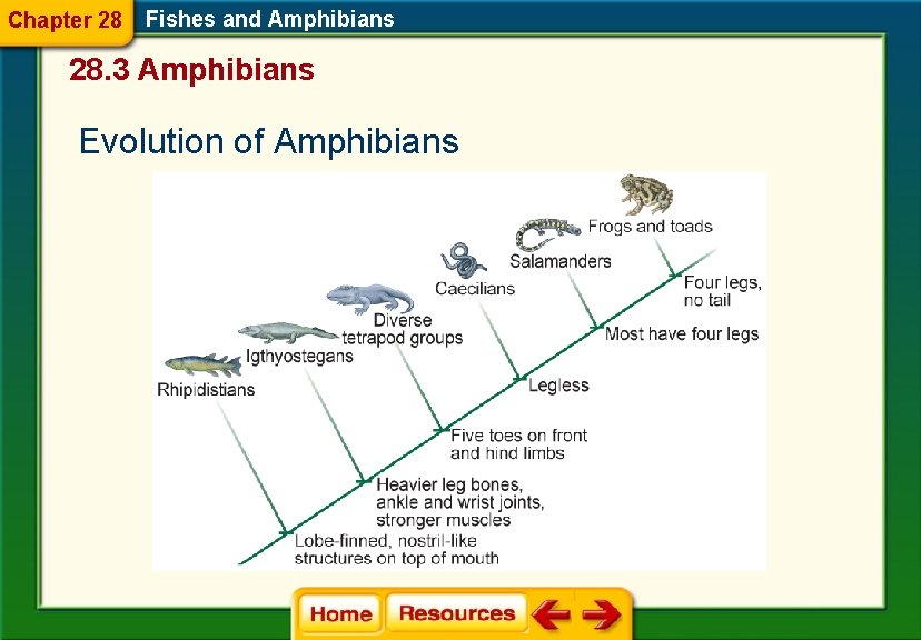 Chapter 28 Fishes and Amphibians 28. 3 Amphibians Evolution of Amphibians 