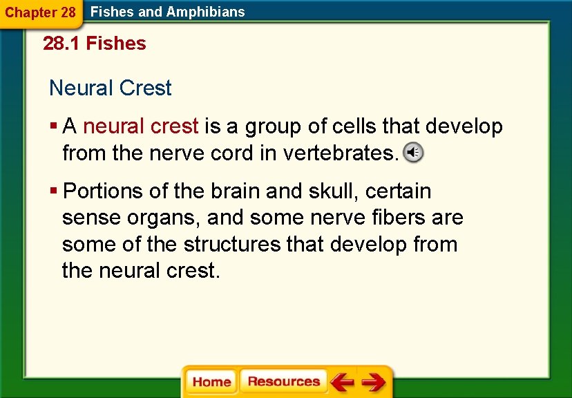 Chapter 28 Fishes and Amphibians 28. 1 Fishes Neural Crest § A neural crest