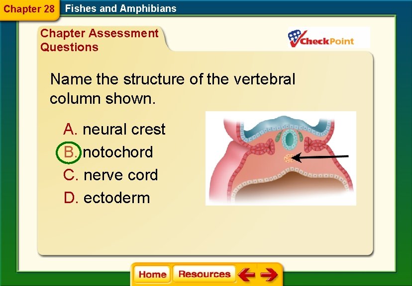 Chapter 28 Fishes and Amphibians Chapter Assessment Questions Name the structure of the vertebral