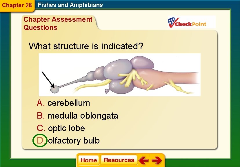 Chapter 28 Fishes and Amphibians Chapter Assessment Questions What structure is indicated? A. cerebellum