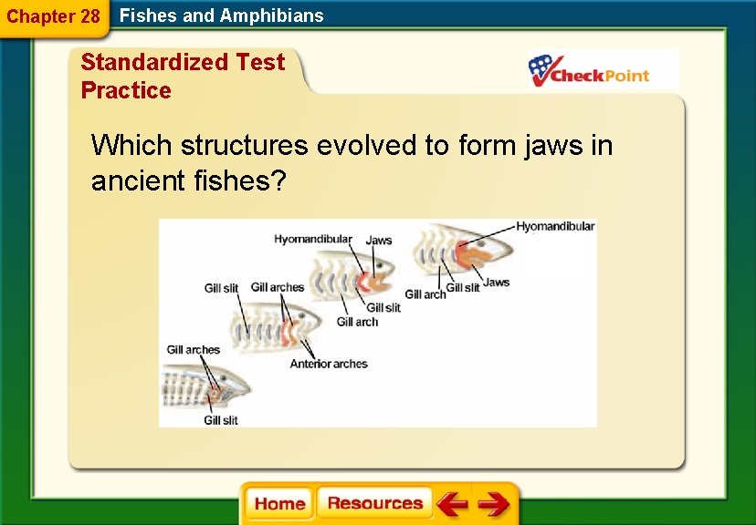 Chapter 28 Fishes and Amphibians Standardized Test Practice Which structures evolved to form jaws