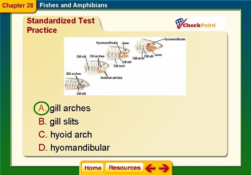 Chapter 28 Fishes and Amphibians Standardized Test Practice A. gill arches B. gill slits