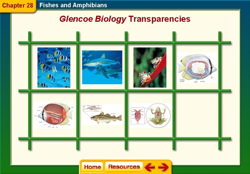 Chapter 28 Fishes and Amphibians Glencoe Biology Transparencies 