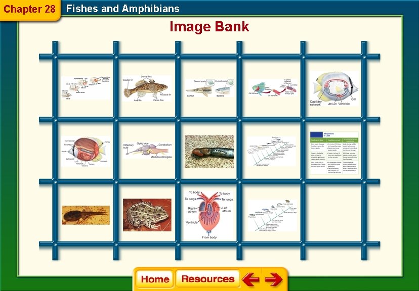 Chapter 28 Fishes and Amphibians Image Bank 