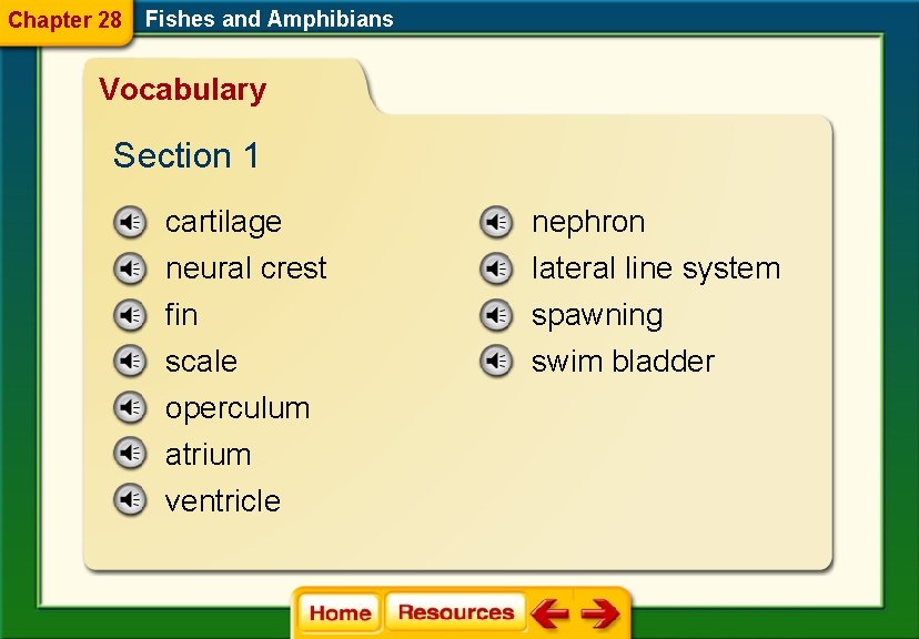 Chapter 28 Fishes and Amphibians Vocabulary Section 1 cartilage nephron neural crest fin scale