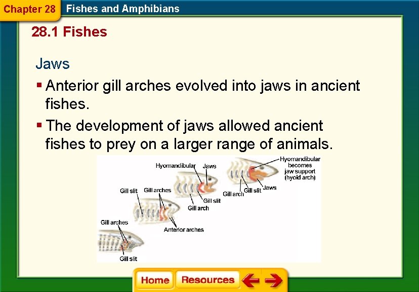 Chapter 28 Fishes and Amphibians 28. 1 Fishes Jaws § Anterior gill arches evolved