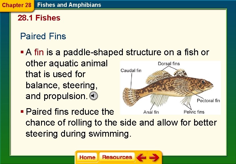 Chapter 28 Fishes and Amphibians 28. 1 Fishes Paired Fins § A fin is
