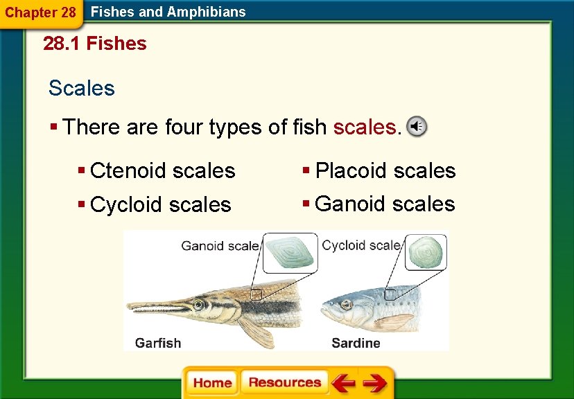 Chapter 28 Fishes and Amphibians 28. 1 Fishes Scales § There are four types