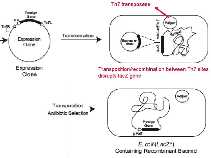 Tn 7 transposase Transposition/recombination between Tn 7 sites disrupts lac. Z gene 