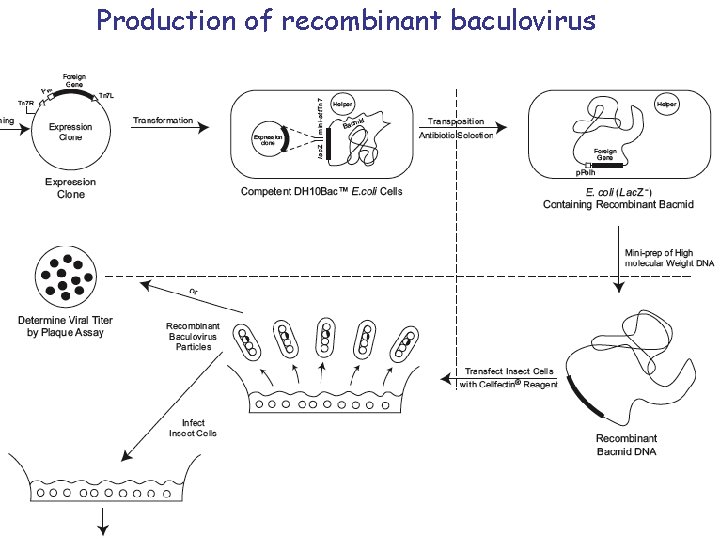 Production of recombinant baculovirus 