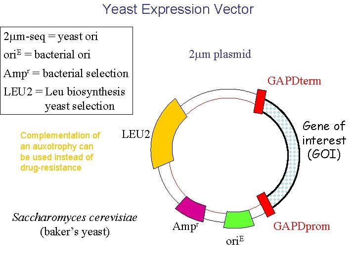 Yeast Expression Vector 2 mm-seq = yeast ori 2 mm plasmid ori. E =