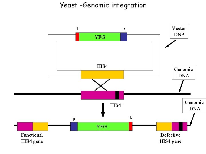 Yeast -Genomic integration t Vector DNA p YFG HIS 4 Genomic DNA HIS 4