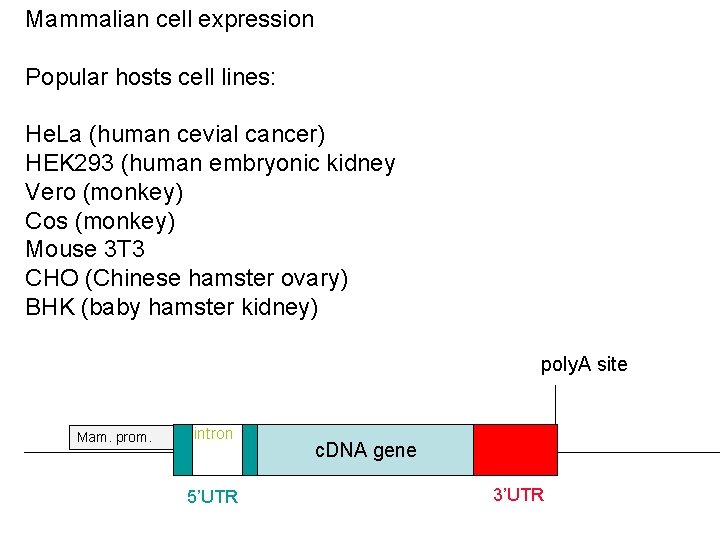 Mammalian cell expression Popular hosts cell lines: He. La (human cevial cancer) HEK 293