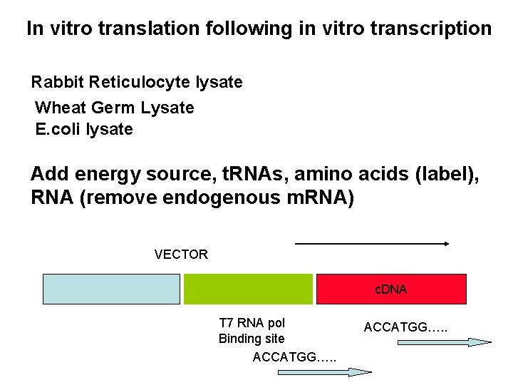 In vitro translation following in vitro transcription Rabbit Reticulocyte lysate Wheat Germ Lysate E.