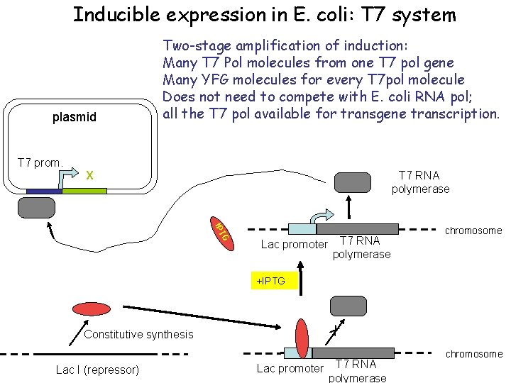 Inducible expression in E. coli: T 7 system plasmid Two-stage amplification of induction: Many