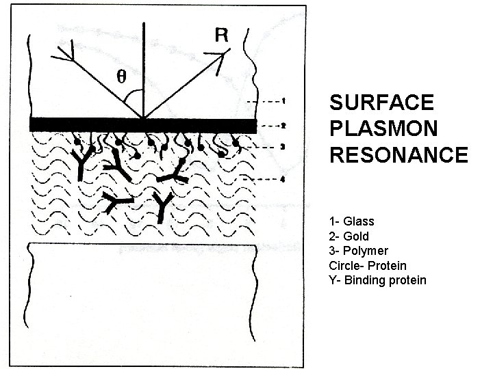 SURFACE PLASMON RESONANCE 1 - Glass 2 - Gold 3 - Polymer Circle- Protein