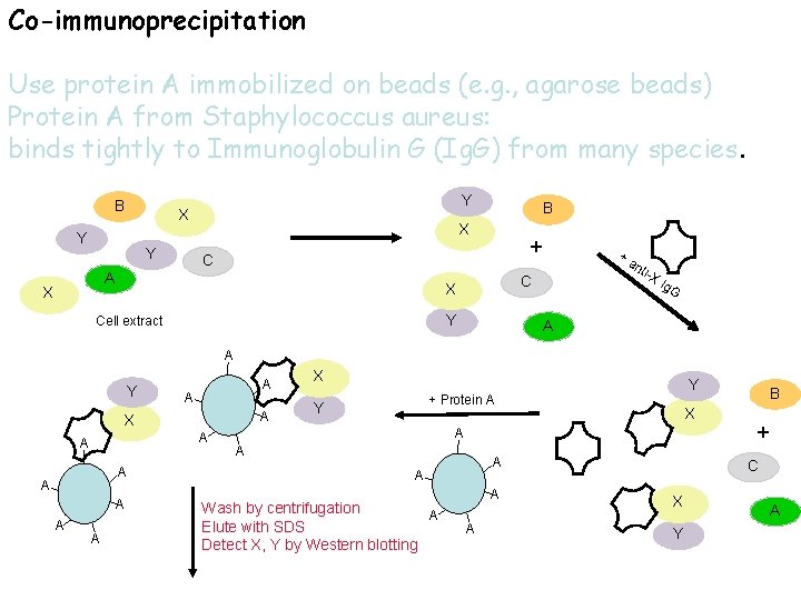 Co-immunoprecipitation Use protein A immobilized on beads (e. g. , agarose beads) Protein A