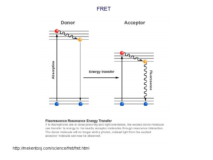 FRET http: //mekentosj. com/science/fret. html 