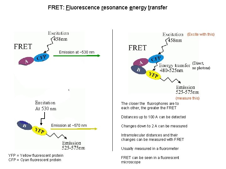 FRET: Fluorescence resonance energy transfer (Excite with this) Emission at ~530 nm (Direct, no