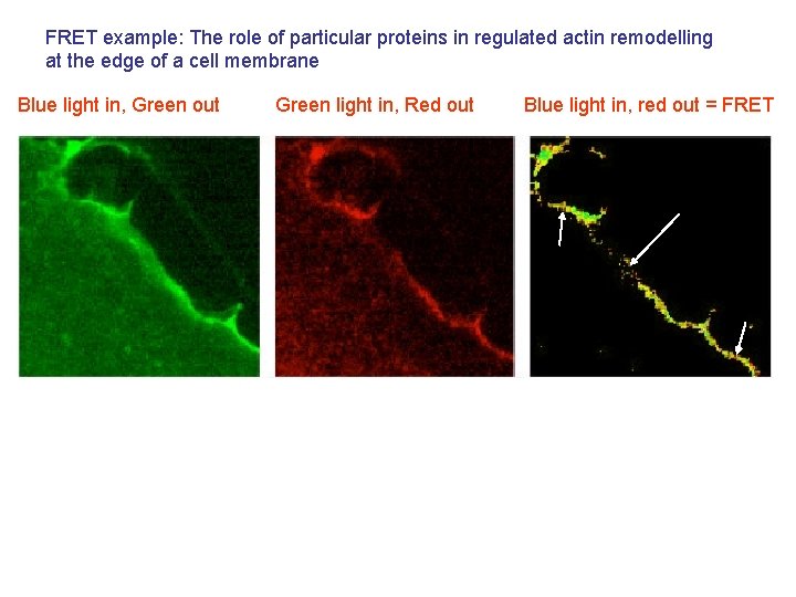 FRET example: The role of particular proteins in regulated actin remodelling at the edge