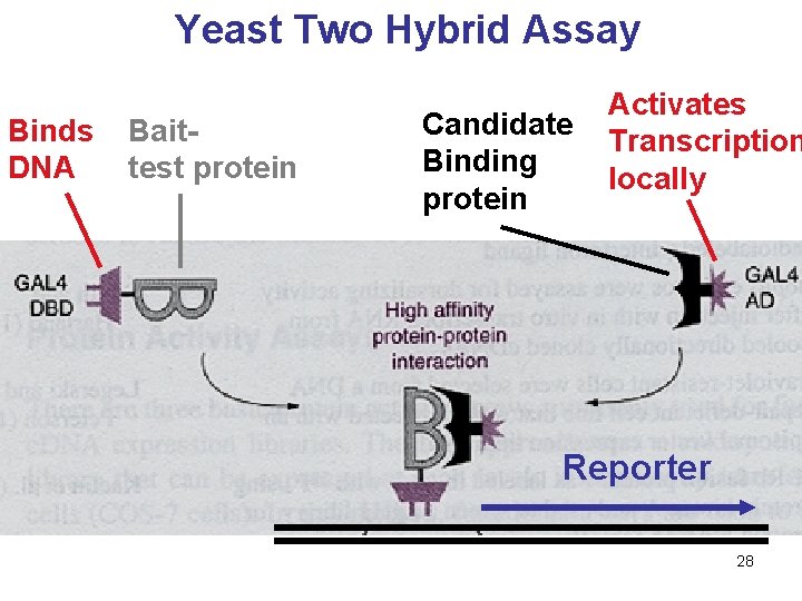 Yeast Two Hybrid Assay Binds DNA Baittest protein Candidate Binding protein Activates Transcription locally