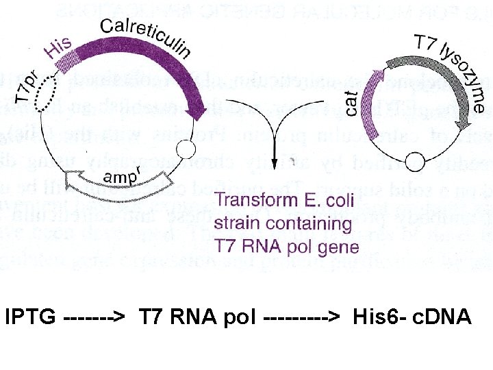 IPTG -------> T 7 RNA pol -----> His 6 - c. DNA 