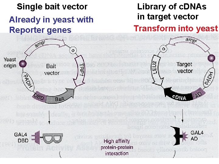 Single bait vector Already in yeast with Reporter genes Library of c. DNAs in