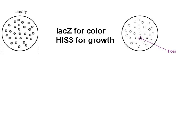 lac. Z for color HIS 3 for growth 32 