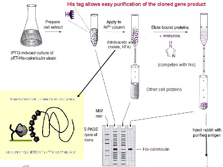 His tag allows easy purification of the cloned gene product (Nitriloacetic acid chelate, NTA)