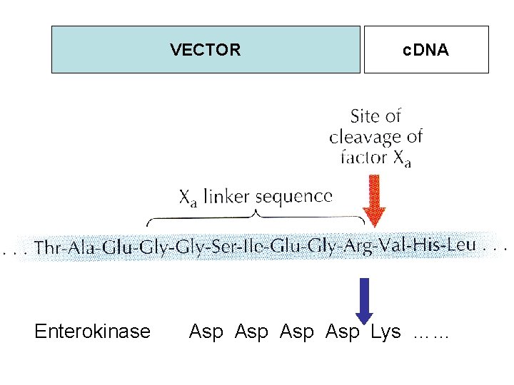 VECTOR Enterokinase c. DNA Asp Asp Lys …… 