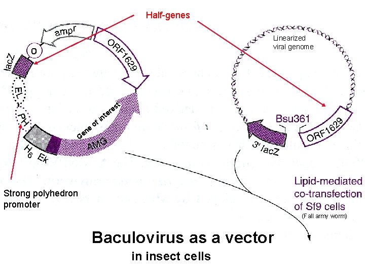 Half-genes Linearized viral genome ne e G e nt i of st e r