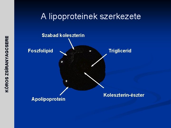 KÓROS ZSÍRANYAGCSERE A lipoproteinek szerkezete Szabad koleszterin Foszfolipid Apolipoprotein Triglicerid Koleszterin-észter 