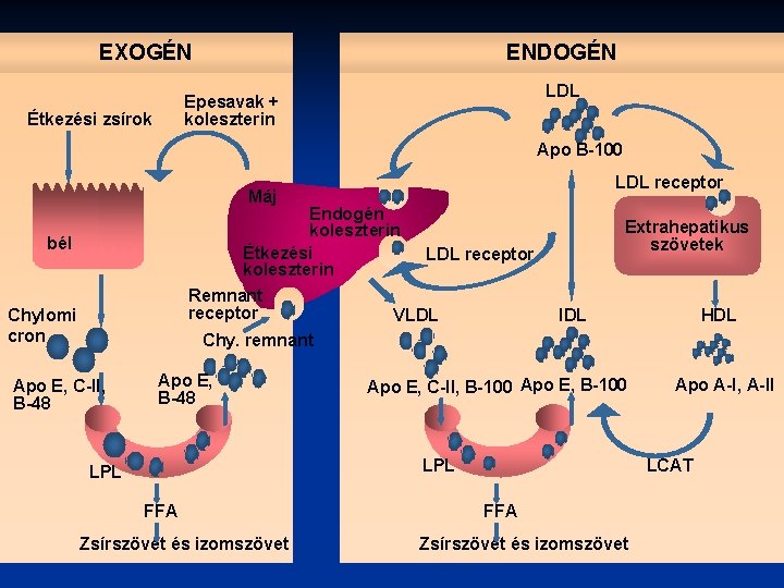 EXOGÉN ENDOGÉN LDL Epesavak + koleszterin Étkezési zsírok Apo B-100 LDL receptor Máj Endogén