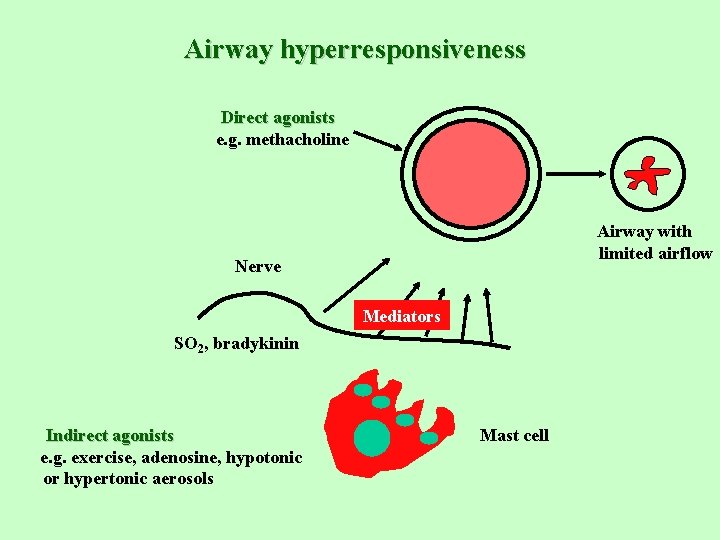 Airway hyperresponsiveness Direct agonists e. g. methacholine Airway with limited airflow Nerve Mediators SO