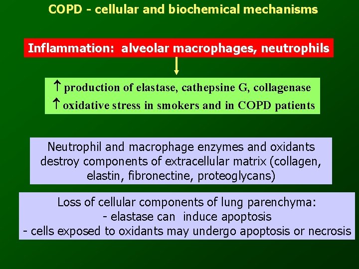 COPD - cellular and biochemical mechanisms Inflammation: alveolar macrophages, neutrophils production of elastase, cathepsine