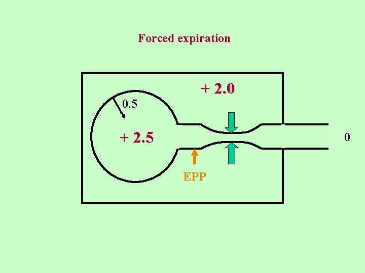 Forced expiration 0. 5 + 2. 0 + 1. 5 + 1. 0 EPP