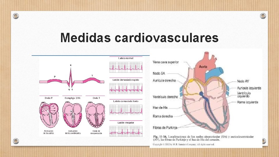 Medidas cardiovasculares 