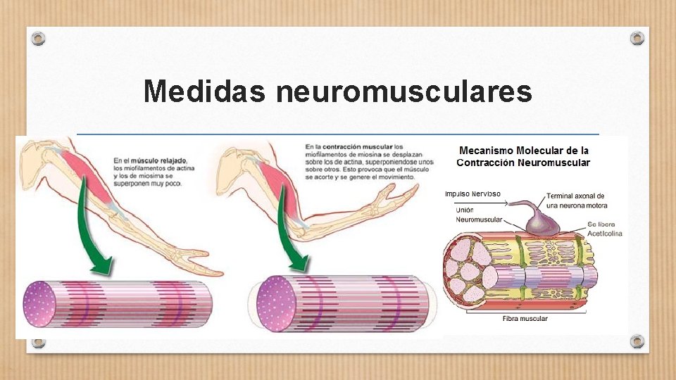 Medidas neuromusculares 