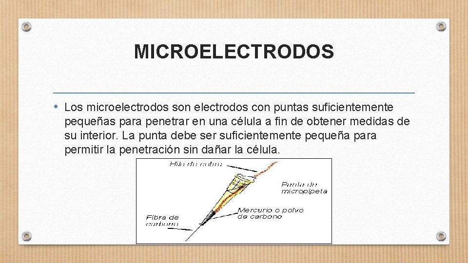 MICROELECTRODOS • Los microelectrodos son electrodos con puntas suficientemente pequeñas para penetrar en una