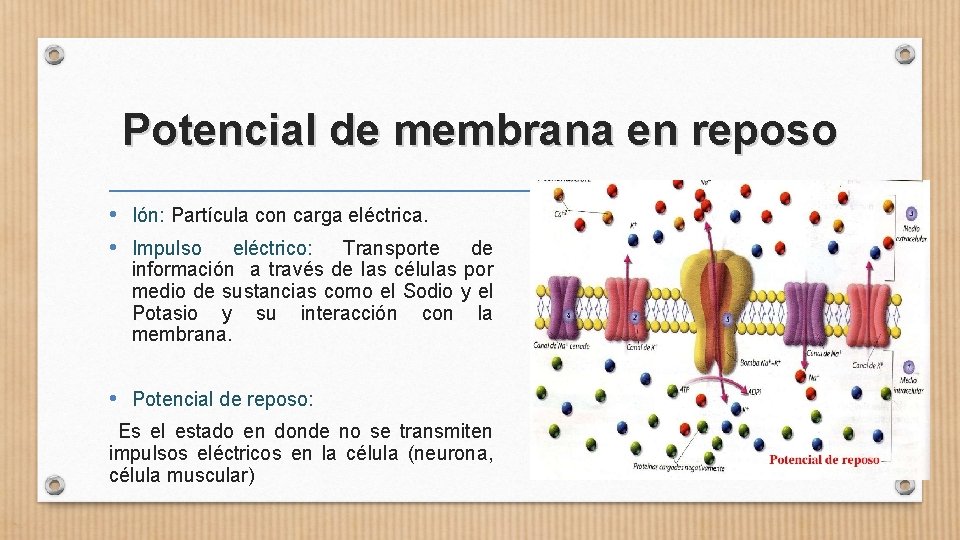 Potencial de membrana en reposo • Ión: Partícula con carga eléctrica. • Impulso eléctrico: