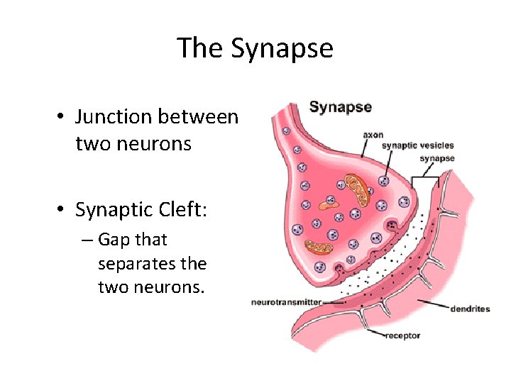 The Synapse • Junction between two neurons • Synaptic Cleft: – Gap that separates