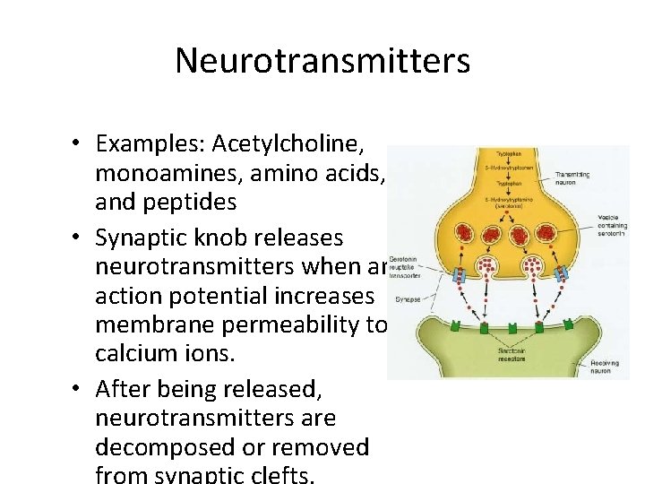 Neurotransmitters • Examples: Acetylcholine, monoamines, amino acids, and peptides • Synaptic knob releases neurotransmitters
